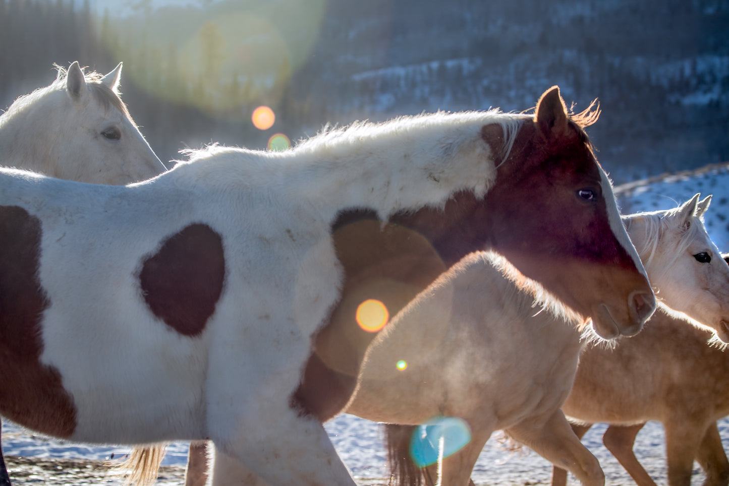 Winter Companions