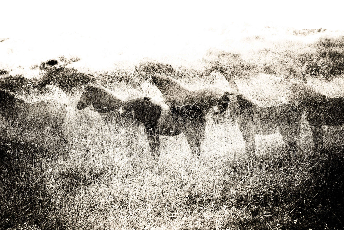Echoes in the Grass