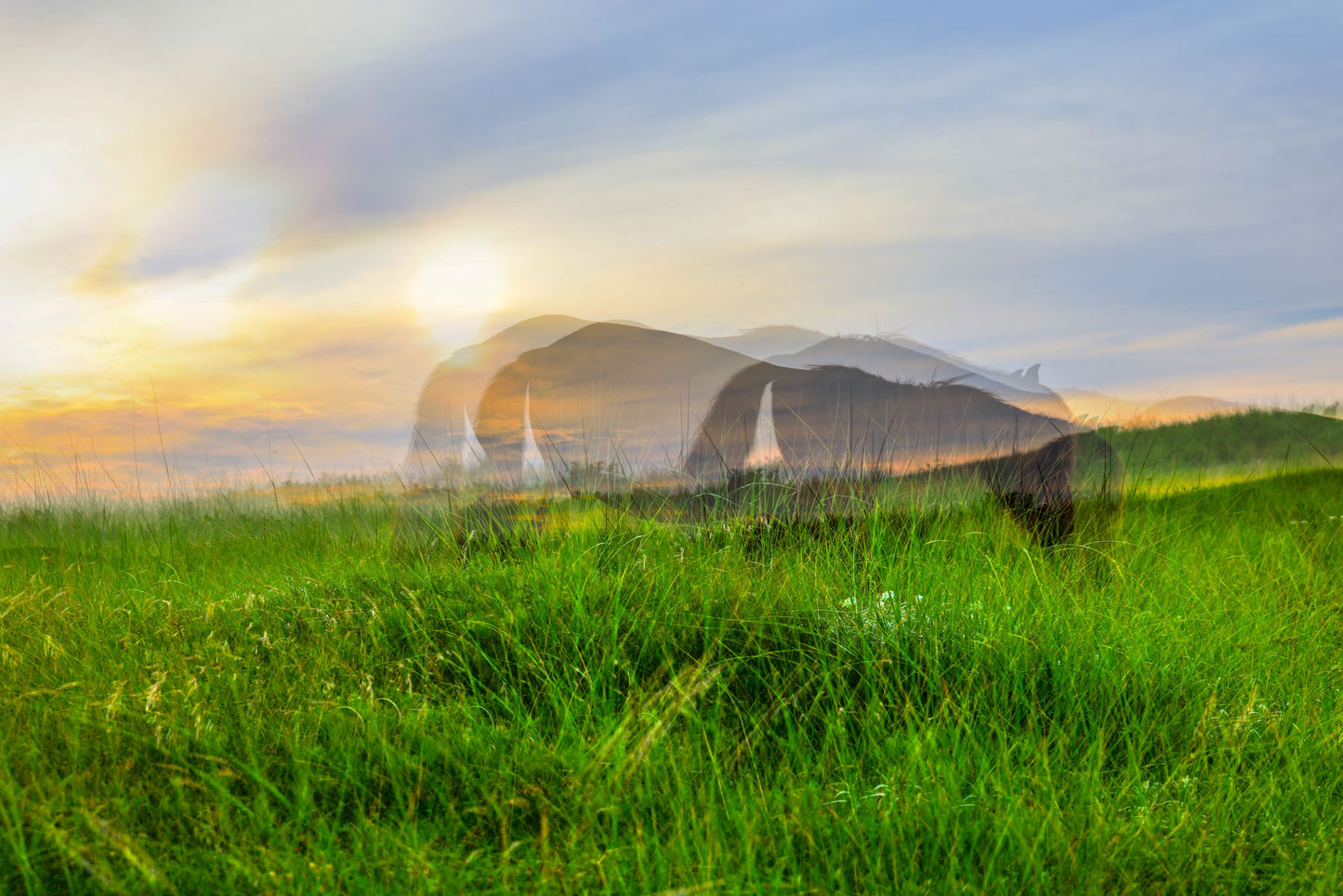 Fields of Light