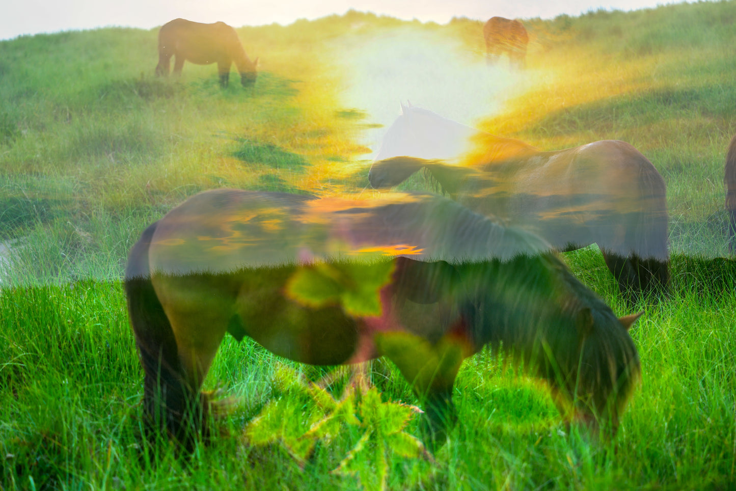 Sunlit Spirits