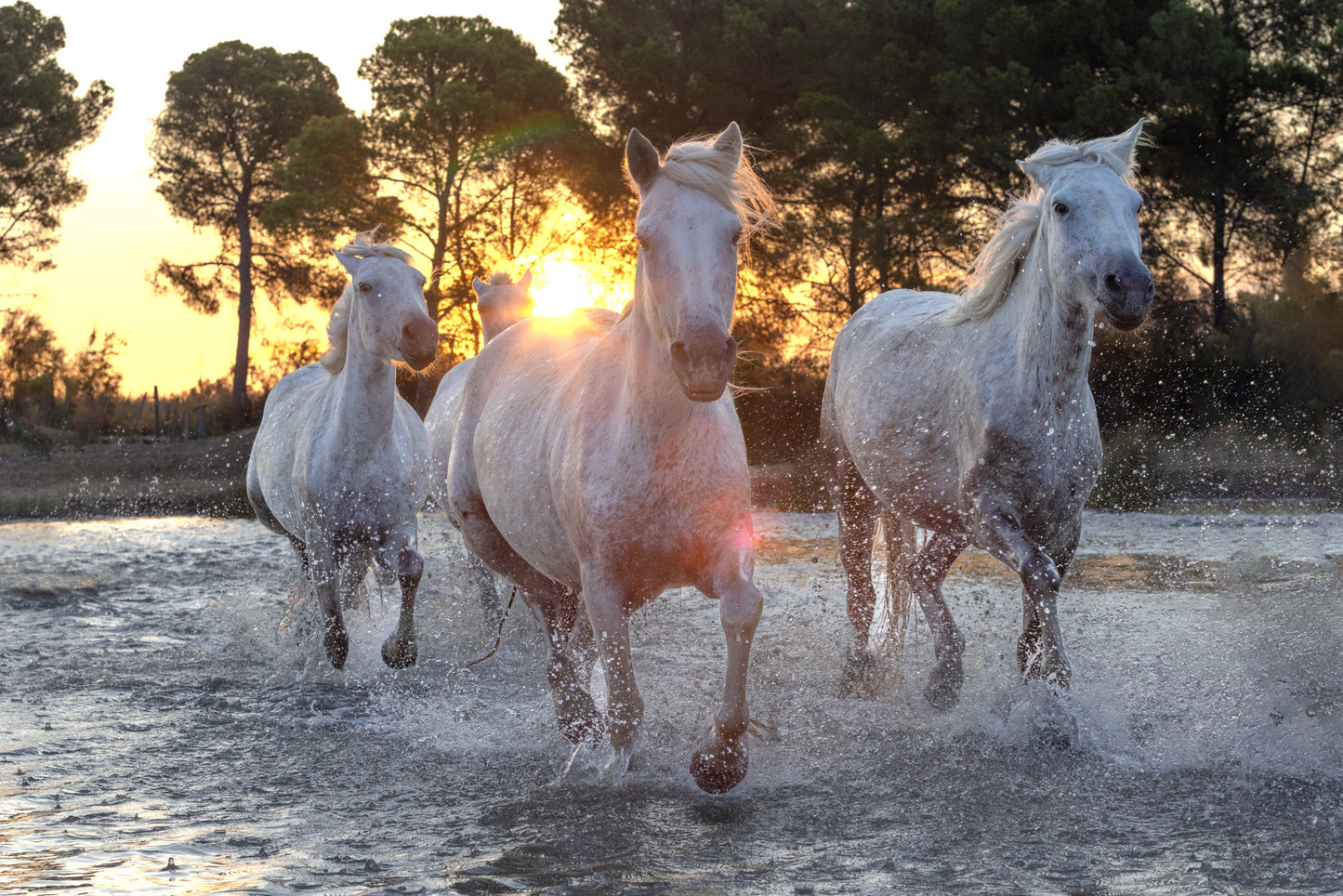 Dawn's Charge