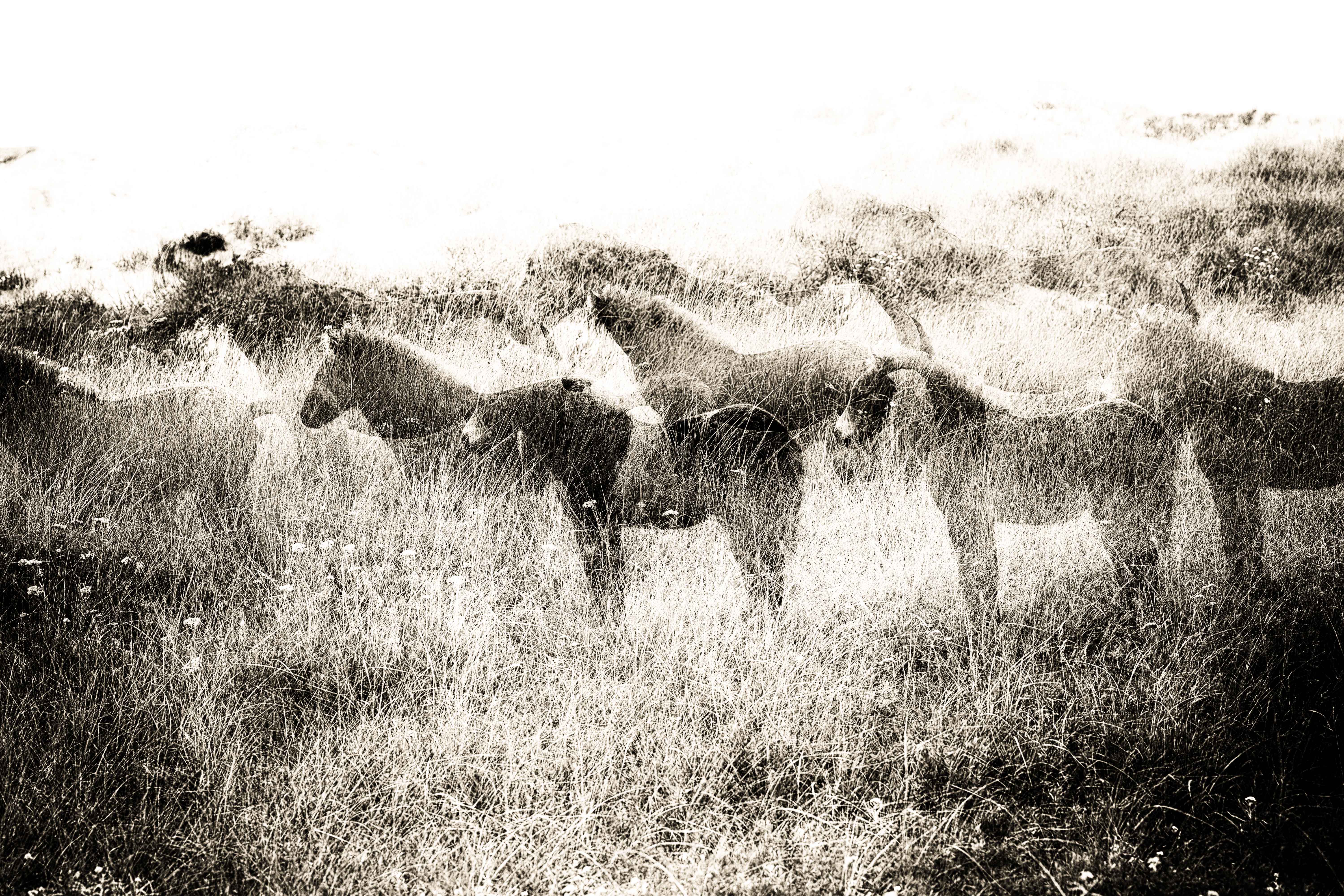 series_1