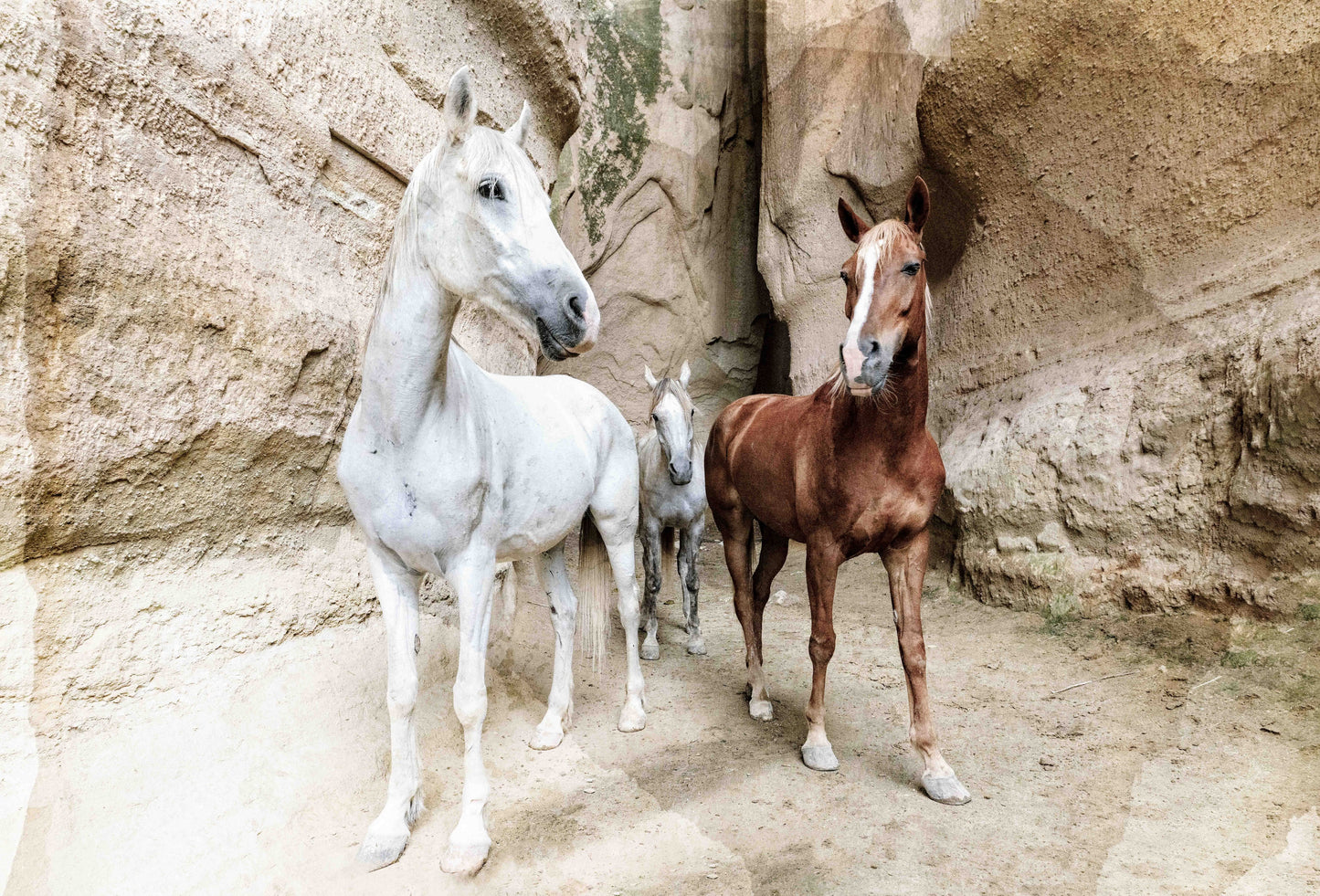 Canyon Watchers