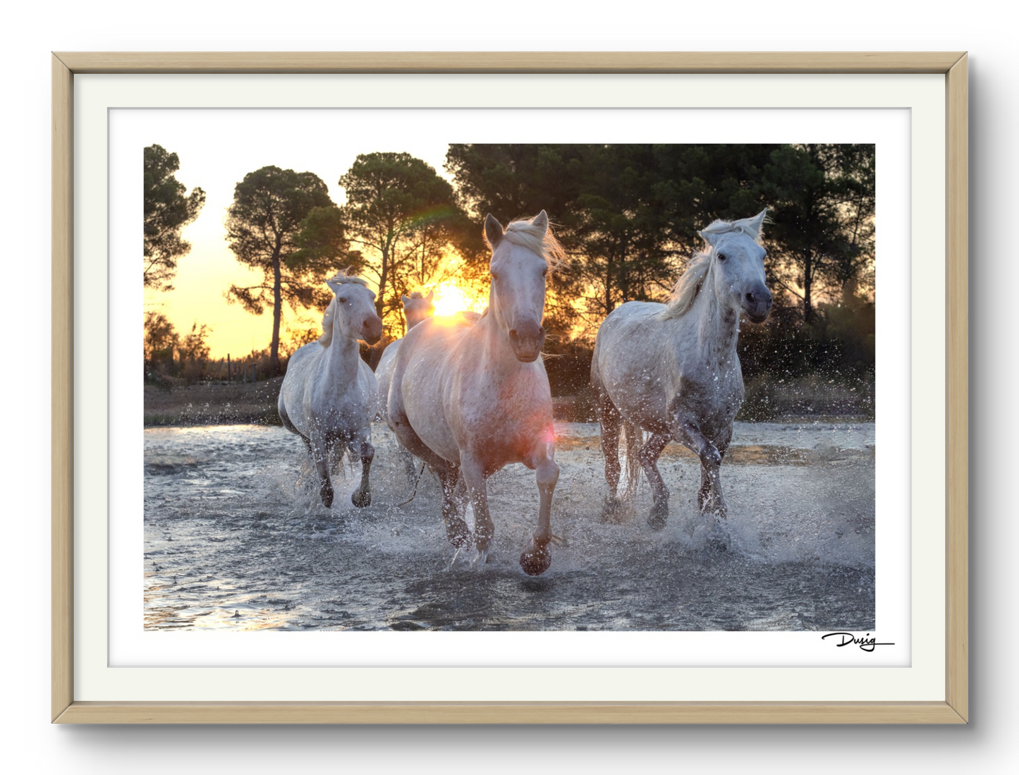 Dawn's Charge