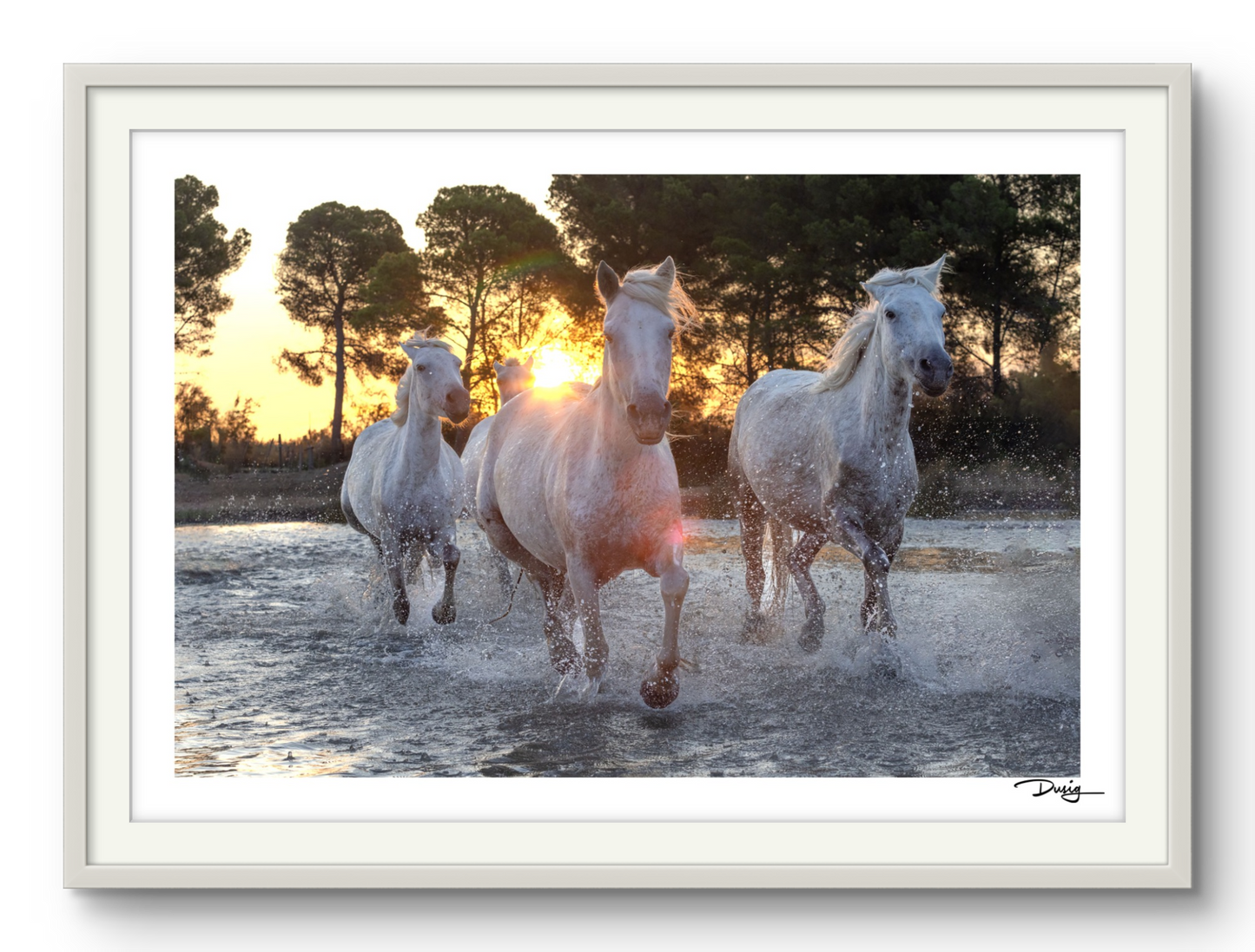 Dawn's Charge