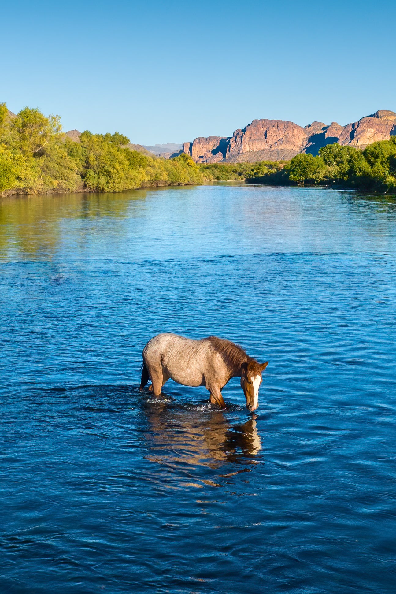 A Lone Mustang's Tranquil Moment