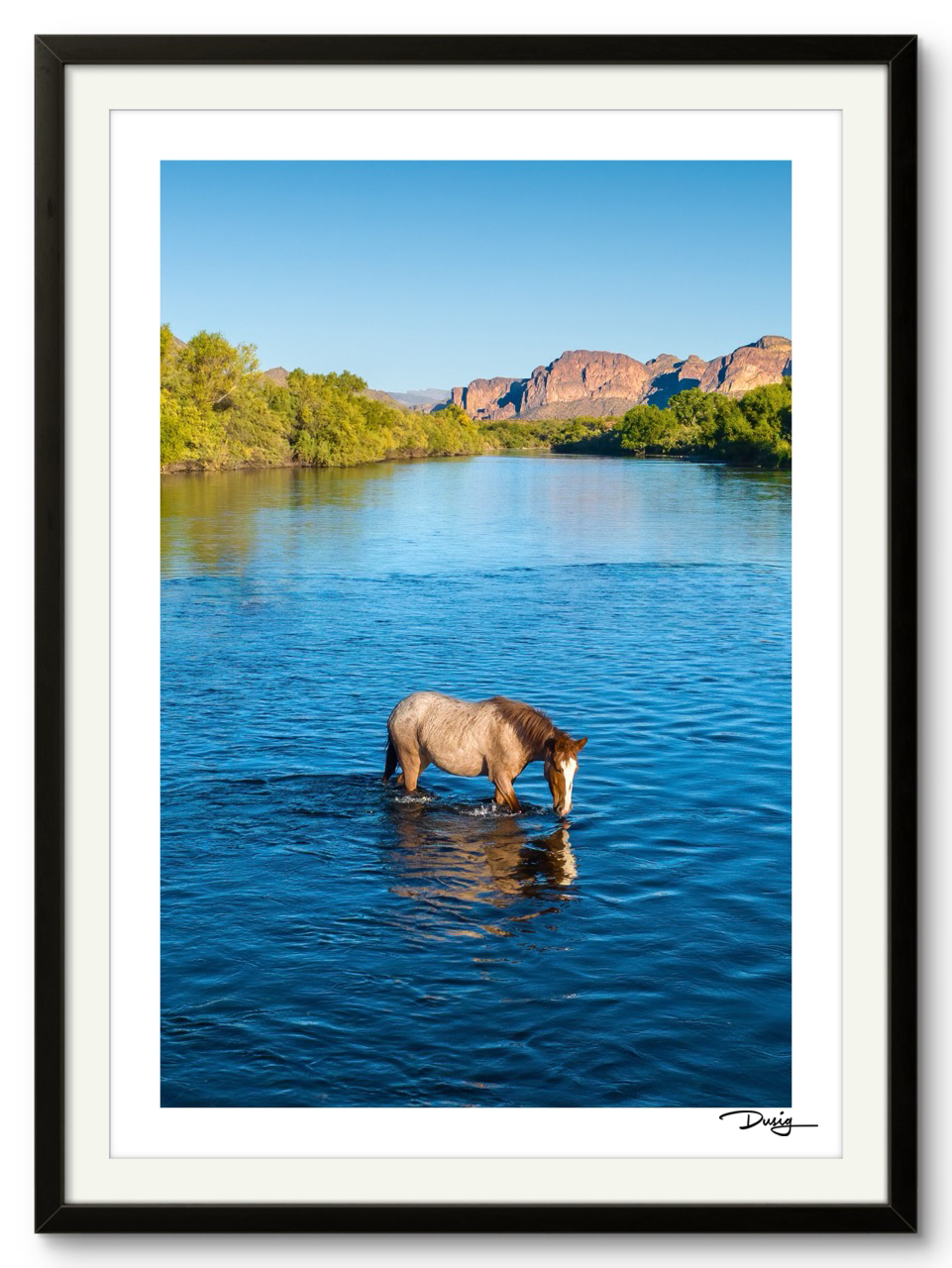 A Lone Mustang's Tranquil Moment