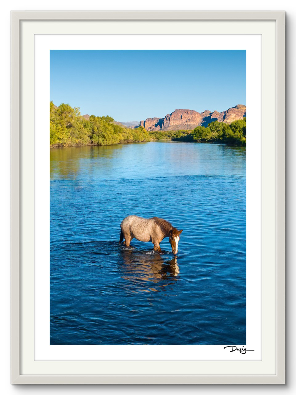 A Lone Mustang's Tranquil Moment