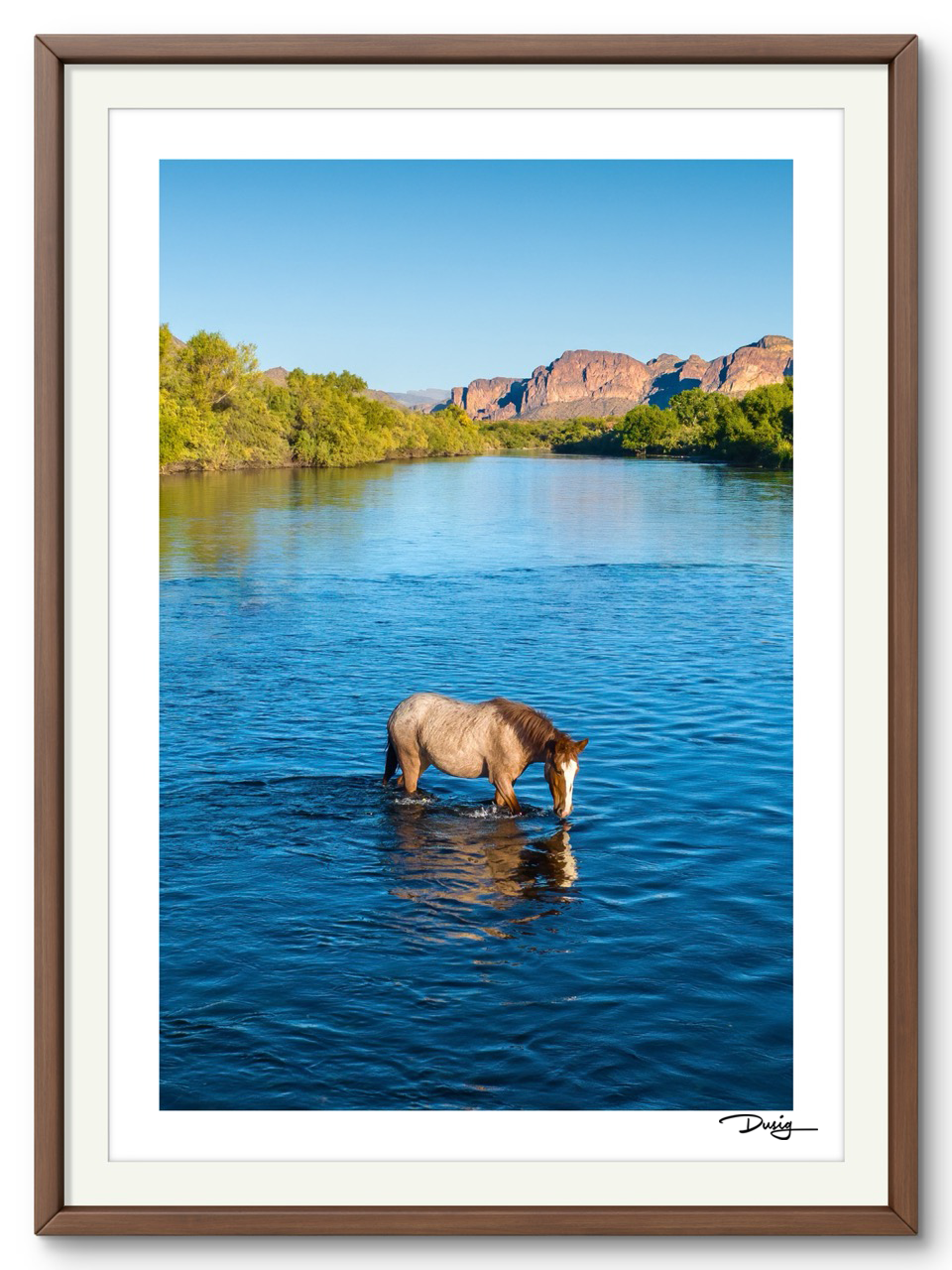 A Lone Mustang's Tranquil Moment