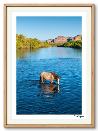 A Lone Mustang's Tranquil Moment