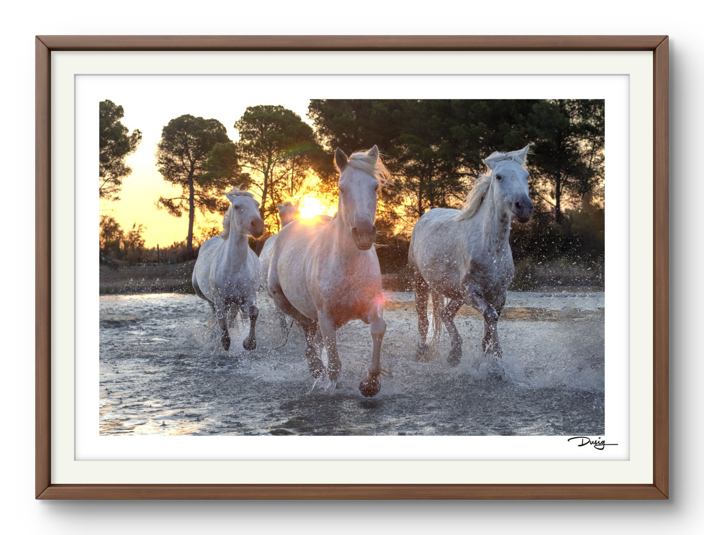 Dawn's Charge